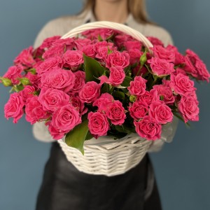 25 кустовых малиновых роз Глория в корзине